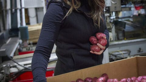 A & L Potato Co. - Jenni picking red potatoes out of bin