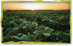 Associated Potato Growers