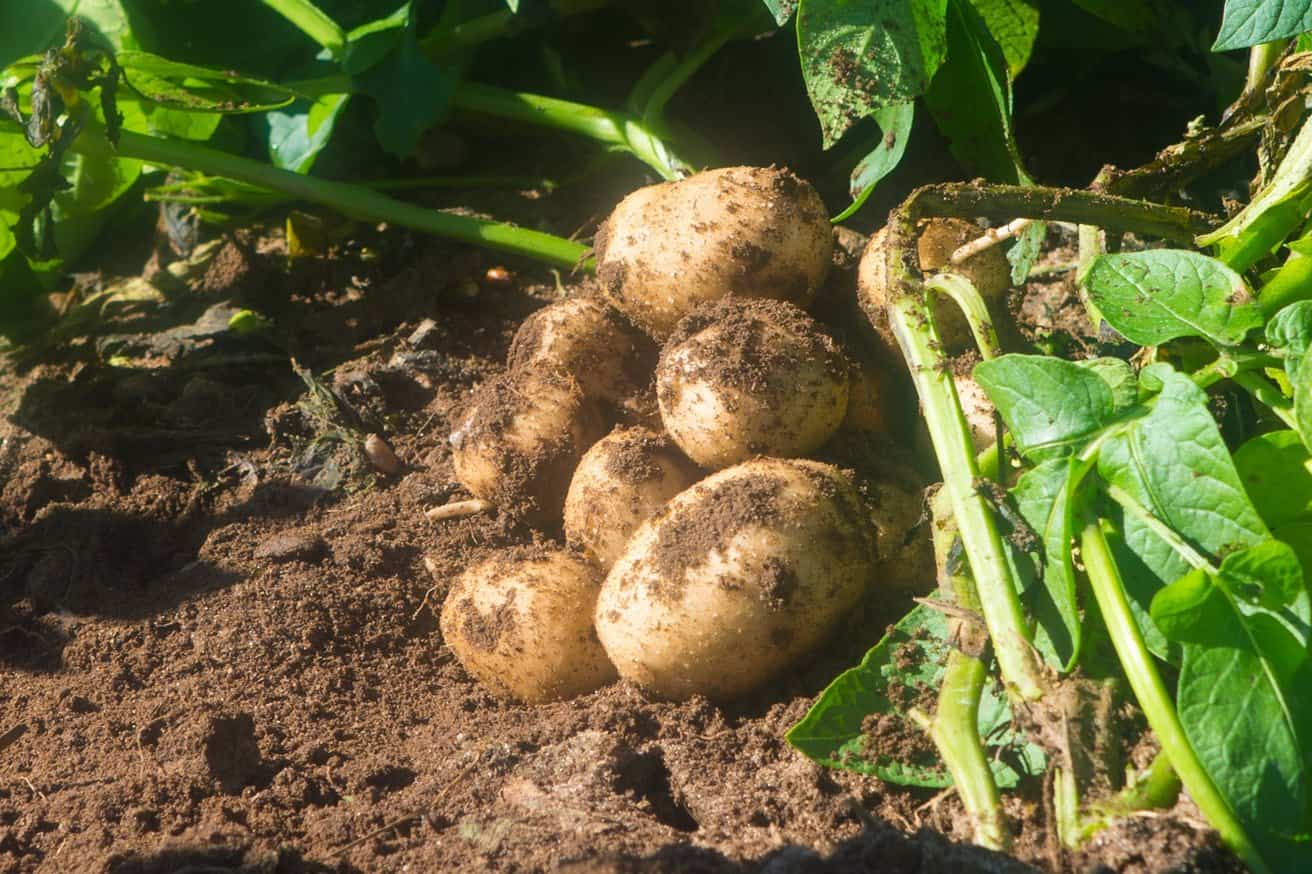 Read more about the article How to Plant Potatoes