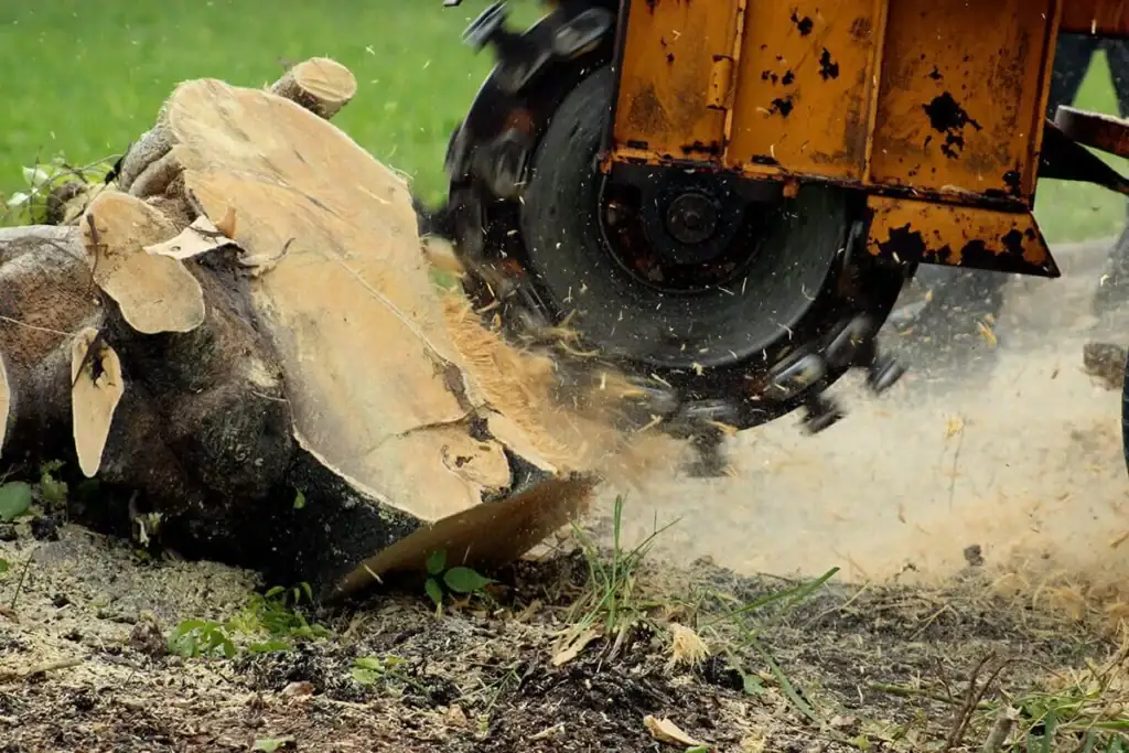 Free Estimate trees & stump removal