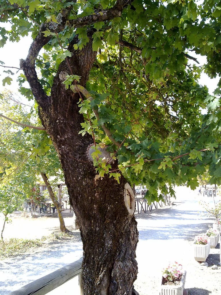 Acero campestre a 600-700 m.s.l.m.sulla cima dei Monti delle Cesane, nel Comune di Fossombrone (PU) https://commons.wikimedia.org/wiki/File:Acer_campestre_in_Appennino2.jpg