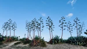 Гигантские цветы и мифологические корни