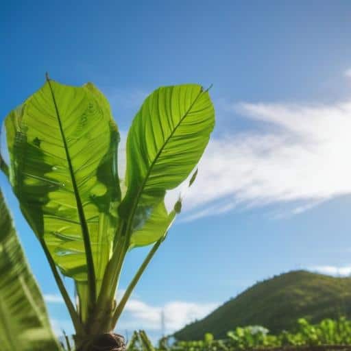 Farming Triumphs: Fiji's Nemani Raikoti Cultivates Hope and Resilience