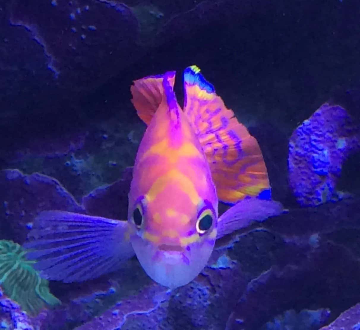 Coral 09ac1a2f