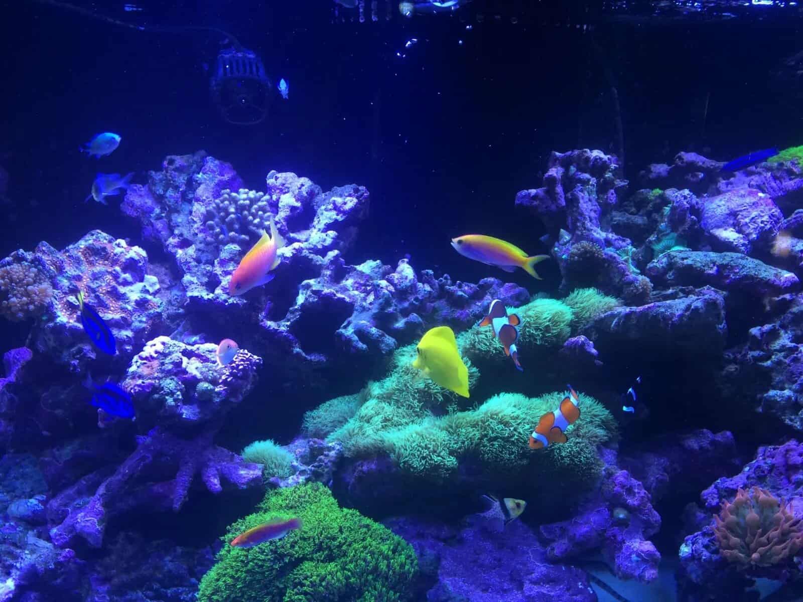 Coral 6d74aadd