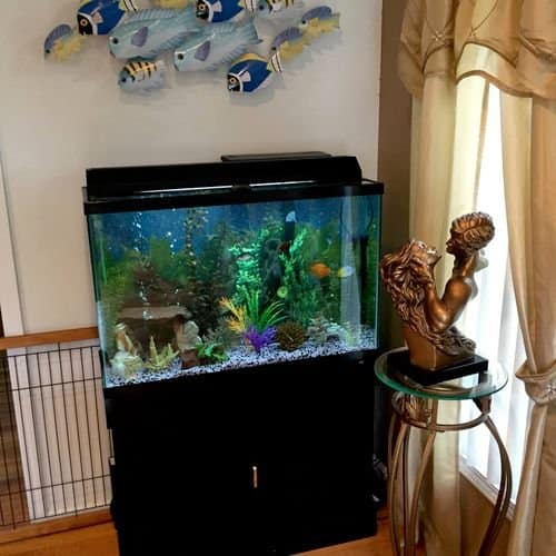 Freshwater aquarium maintenance by FishGuys in New Jersey