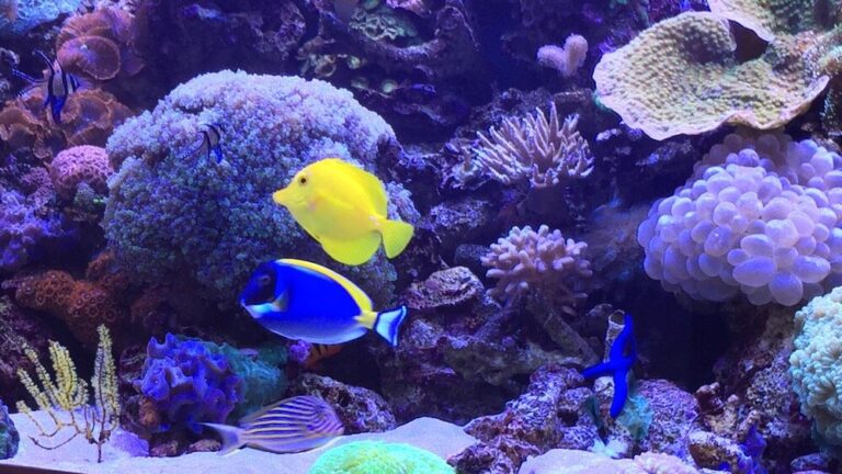 Fish in Reef