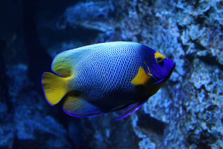 FishGuys technician providing commercial aquarium maintenance
