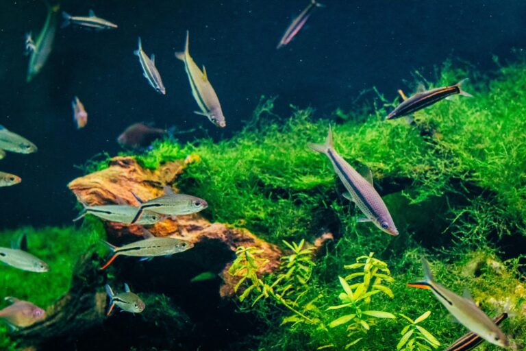 Roseline sharks in a freshwater aquarium