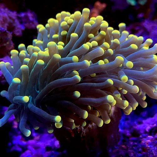 Yellow torch coral in reef aquarium