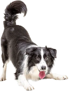 Fivet - Fisioterapia Veterinaria - Rosario