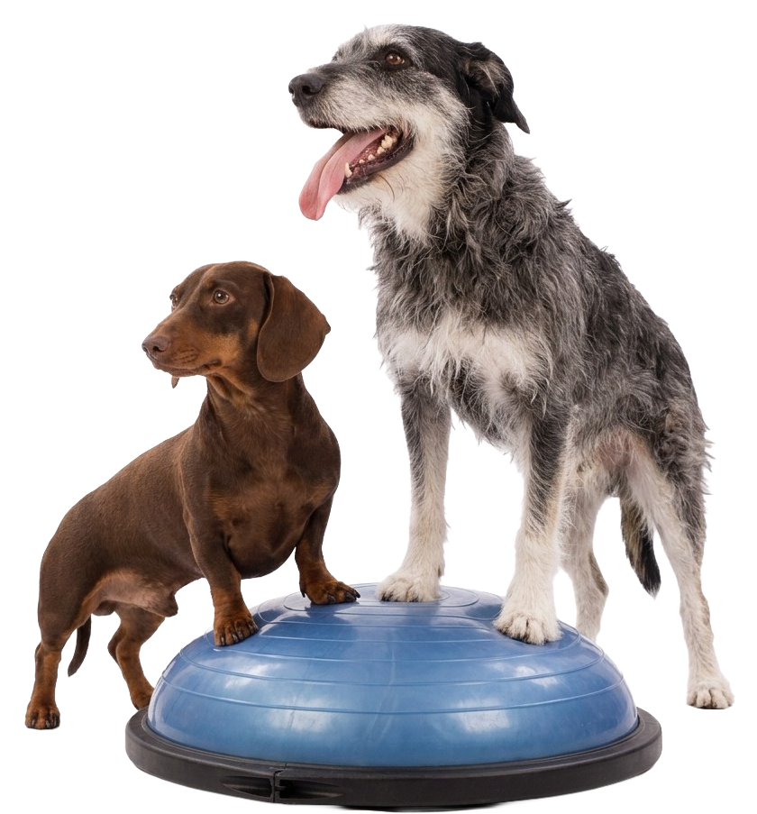 Fivet - Fisioterapia Veterinaria - Rosario