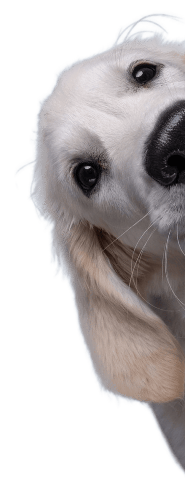 Fivet - Fisioterapia Veterinaria - Rosario