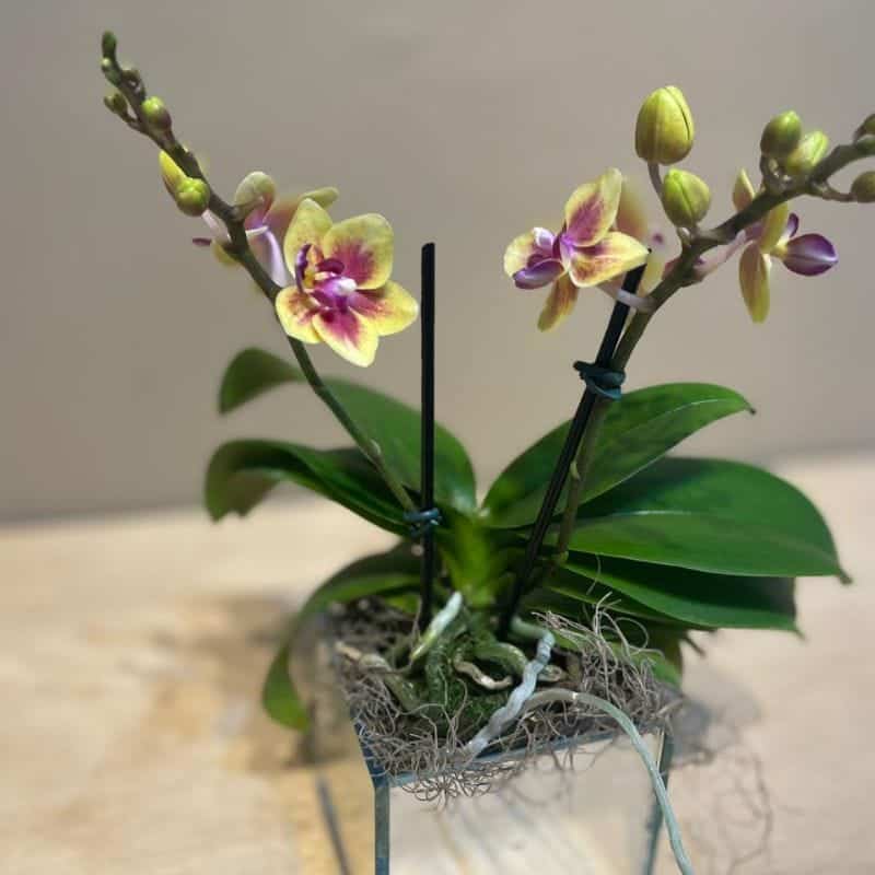 Mini Orquídea Phalaenopsis em Vaso Espelhado - Imagem 2