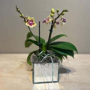 Mini Orquidea em Cachepot Espelhado
