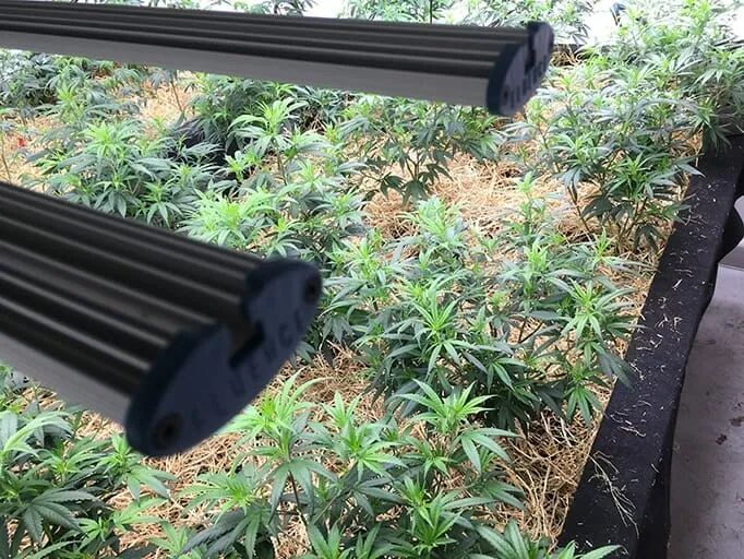 Spotlight on Innovation: Biodiversity Gardening