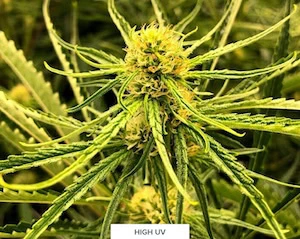 Close-up of cannabis plant under LED grow lights for cannabis, showing dense leaves and buds.