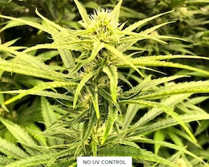 Close-up of cannabis plant under LED grow lights, sign "NO UV CONTROL," for commercial cannabis cultivation.
