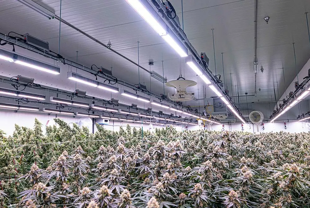 Commercial cannabis cultivation under advanced LED grow lights for cannabis.