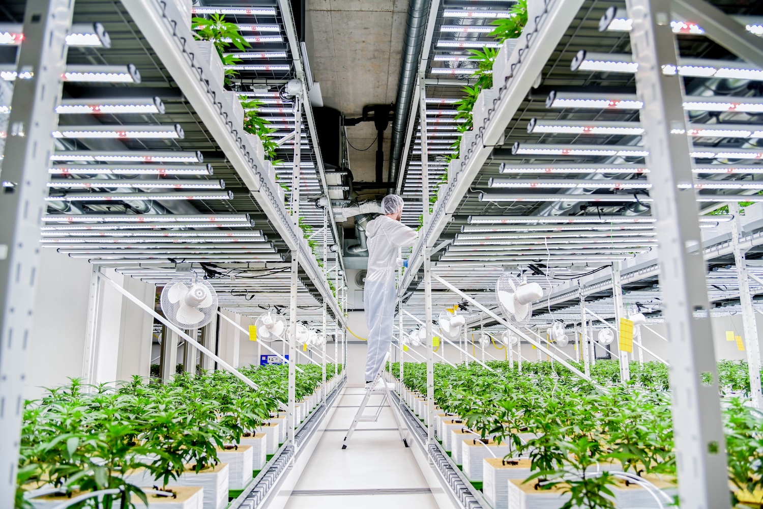 Technician inspects LED grow lights for cannabis in commercial cultivation facility.
