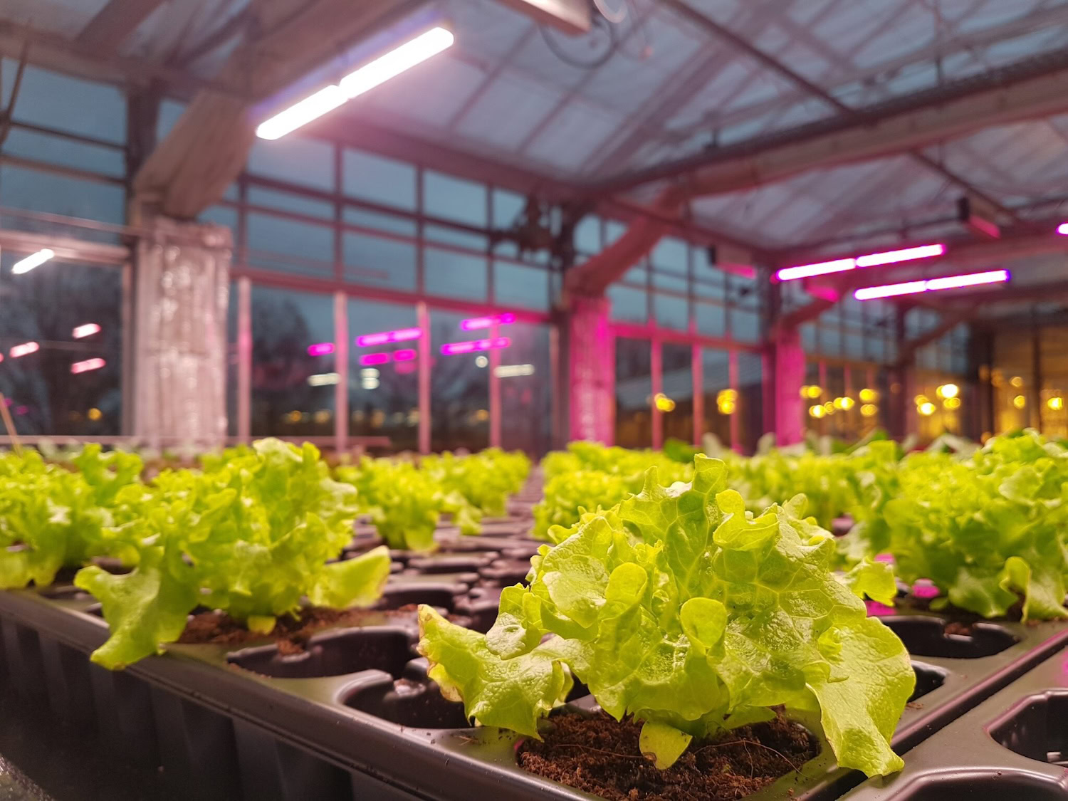 Cannabis seedlings in trays under LED grow lights for commercial cannabis cultivation.