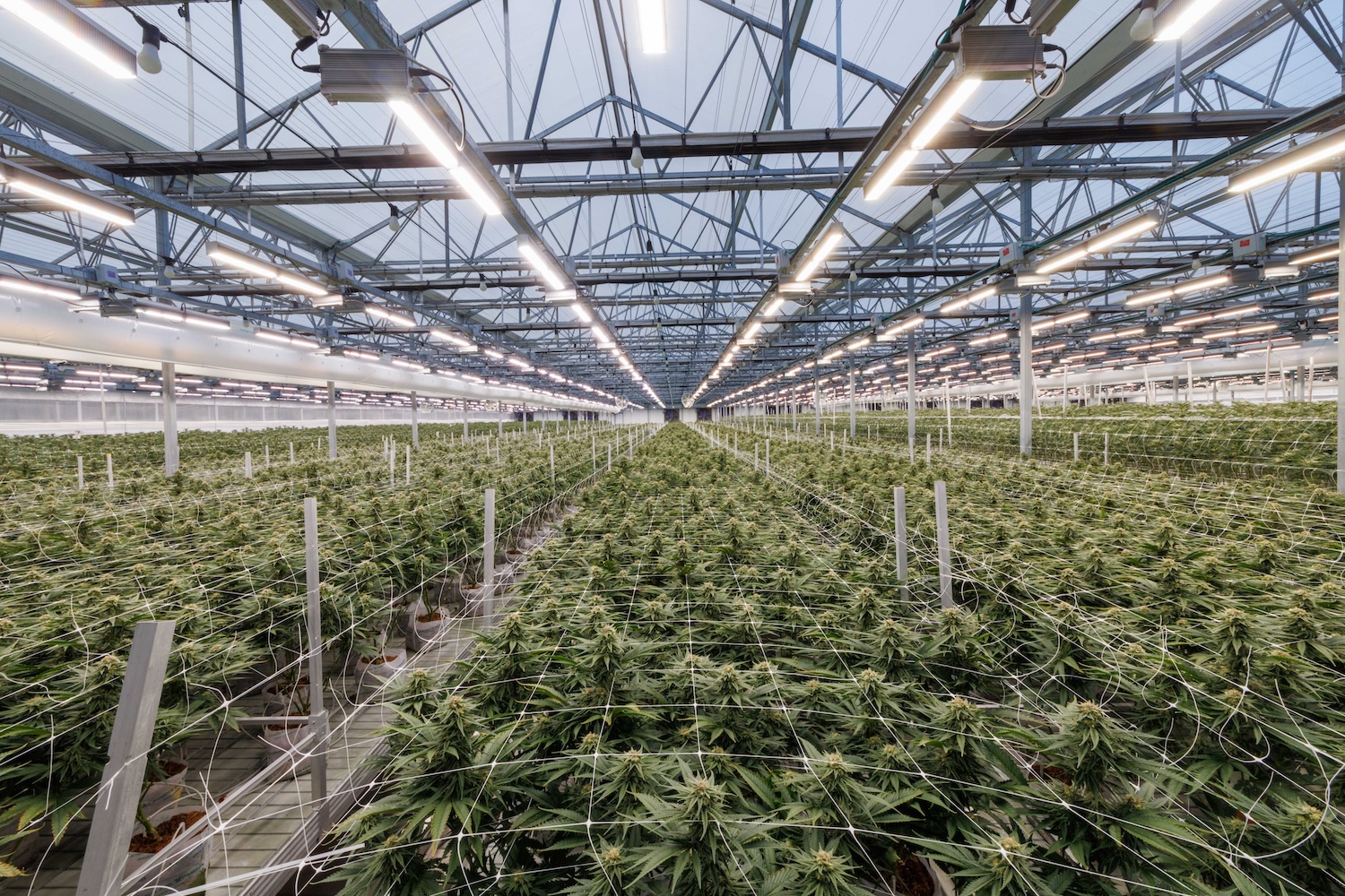 Cannabis plants in a greenhouse under LED grow lights for commercial cultivation.