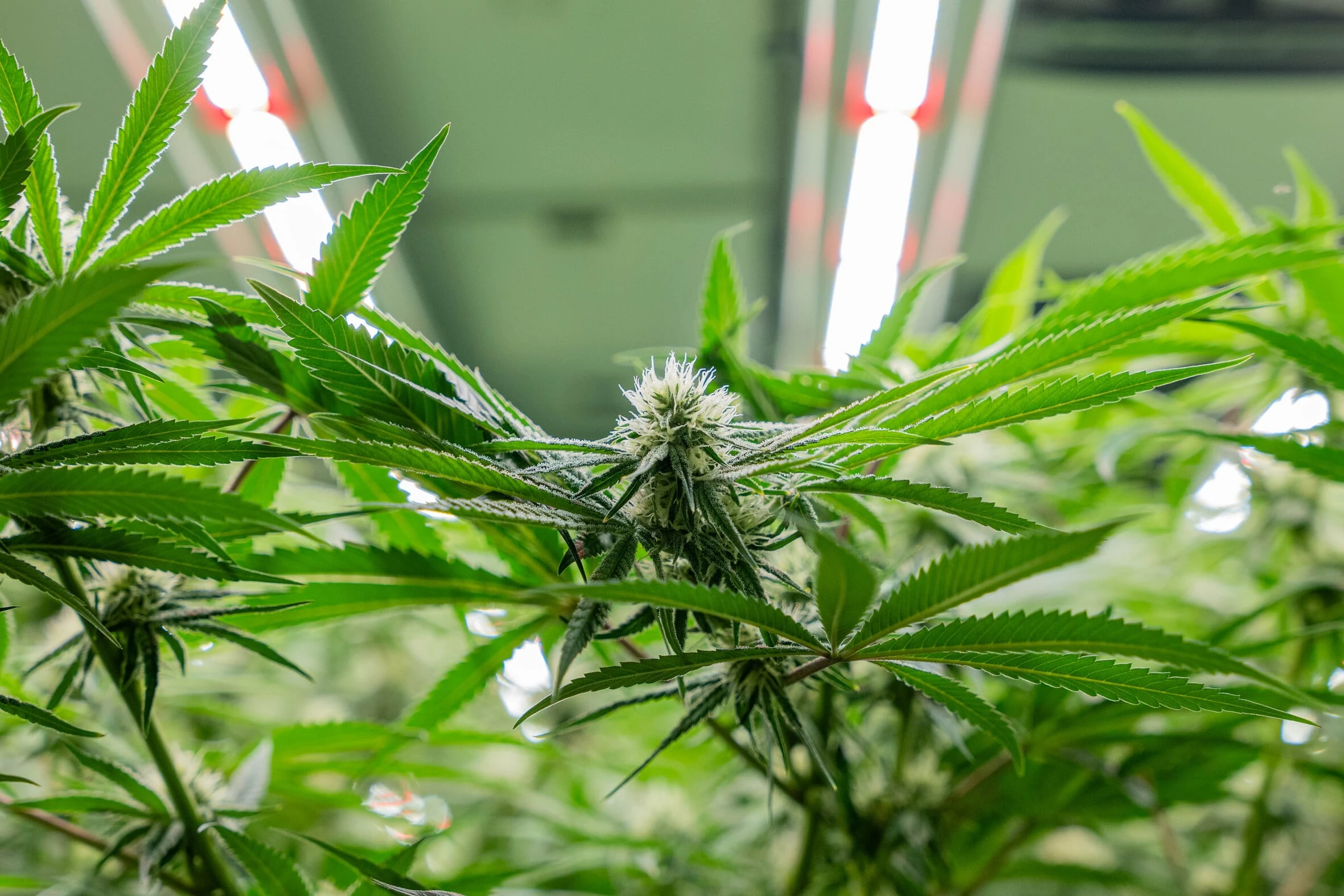 Cannabis plant with buds under LED grow lights for commercial cannabis cultivation.
