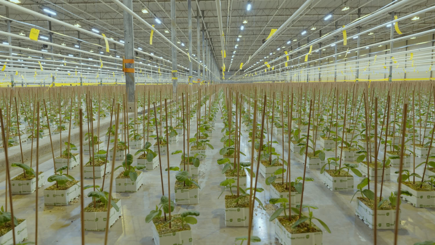 Young cannabis plants in pots under LED grow lights for commercial cultivation.