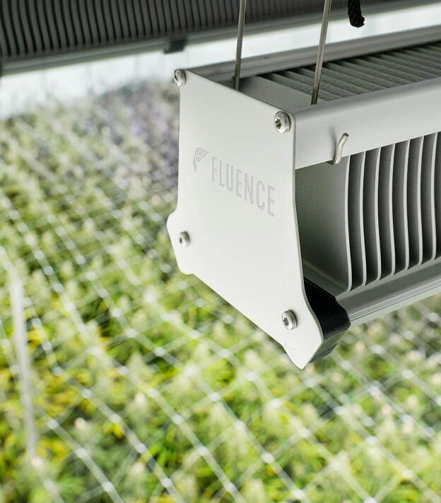 Close-up of Fluence LED grow light for cannabis over grid canopy in commercial cultivation.