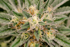 Cannabis plant under LED grow lights showing trichomes and pistils in cultivation.