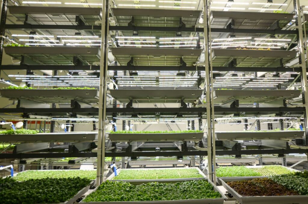 Vertical racks of cannabis plants under LED grow lights in a commercial facility.