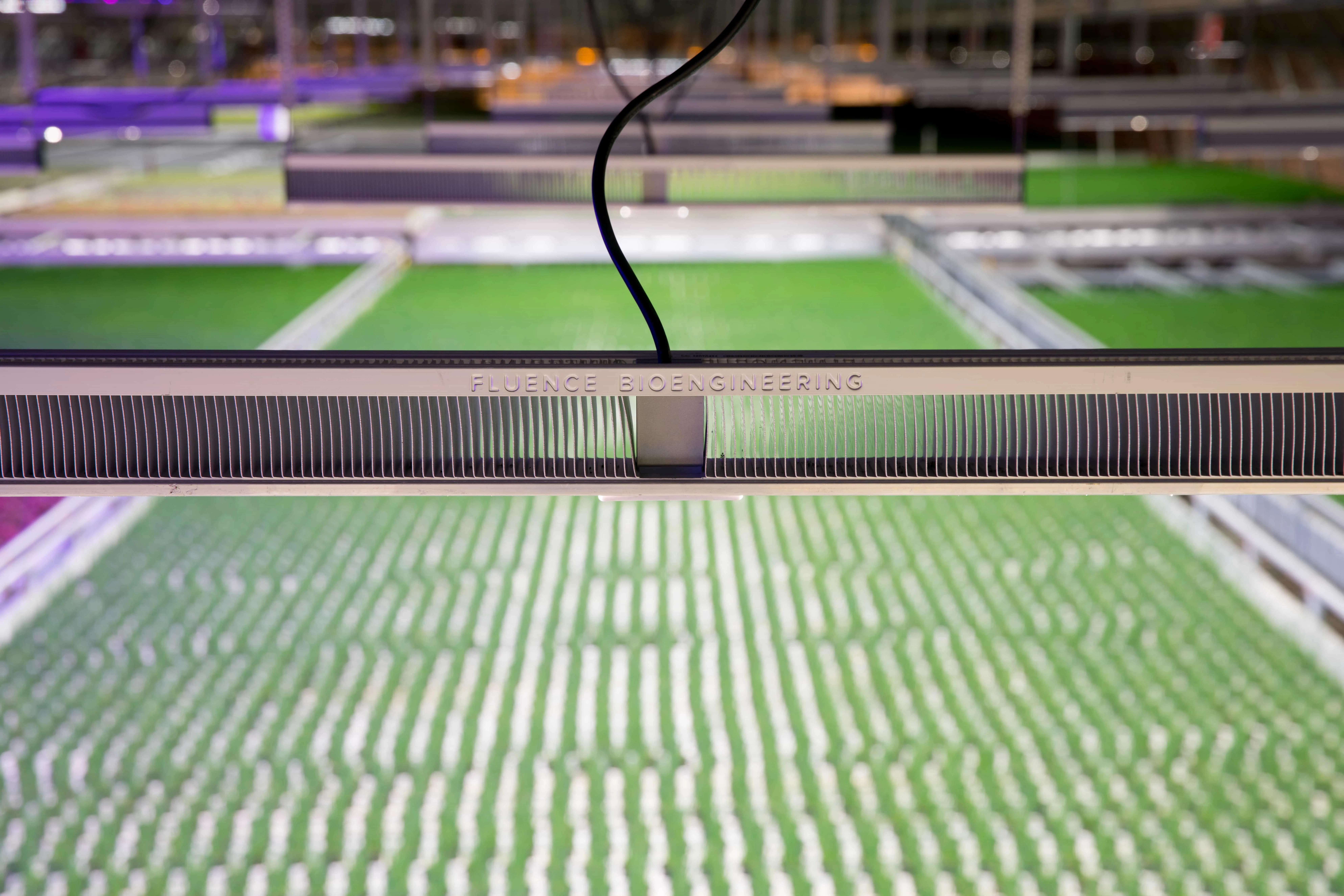 LED grow lights for cannabis by Fluence illuminating commercial cannabis plants.