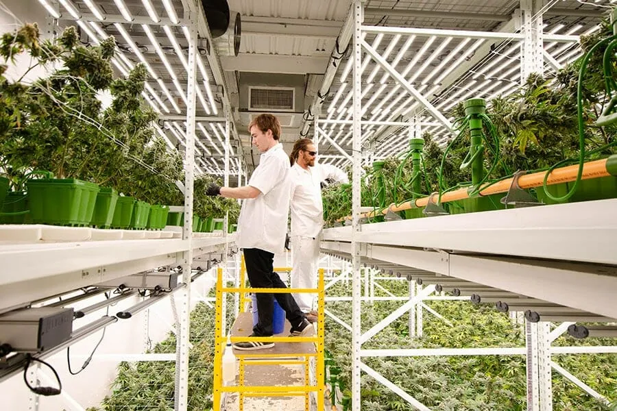 Two growers inspect cannabis under LED grow lights in a commercial facility.