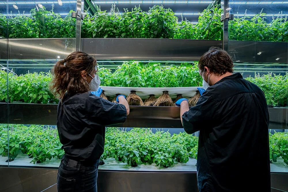 Two growers use LED cannabis grow lights in a commercial indoor cultivation facility.