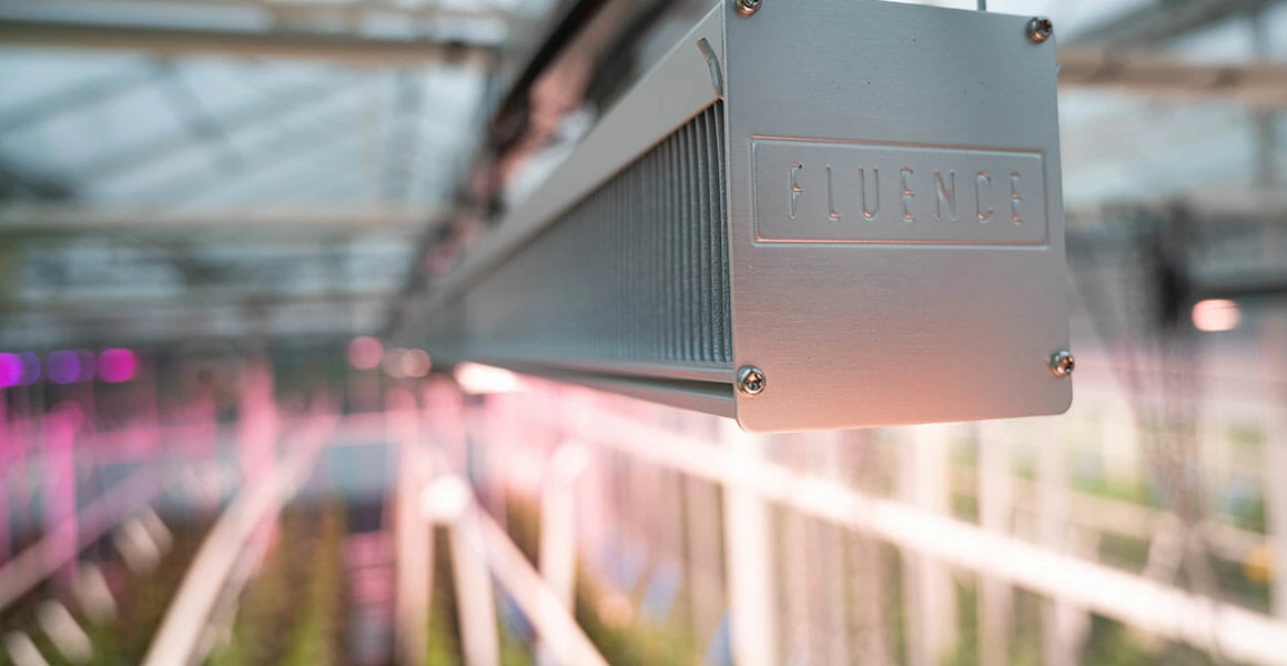 Fluence LED grow light for commercial cannabis cultivation in greenhouse.