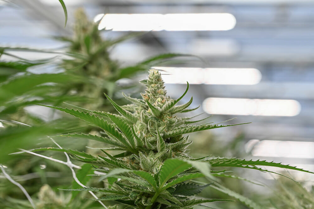 Close-up of cannabis buds under LED grow lights for commercial cultivation.