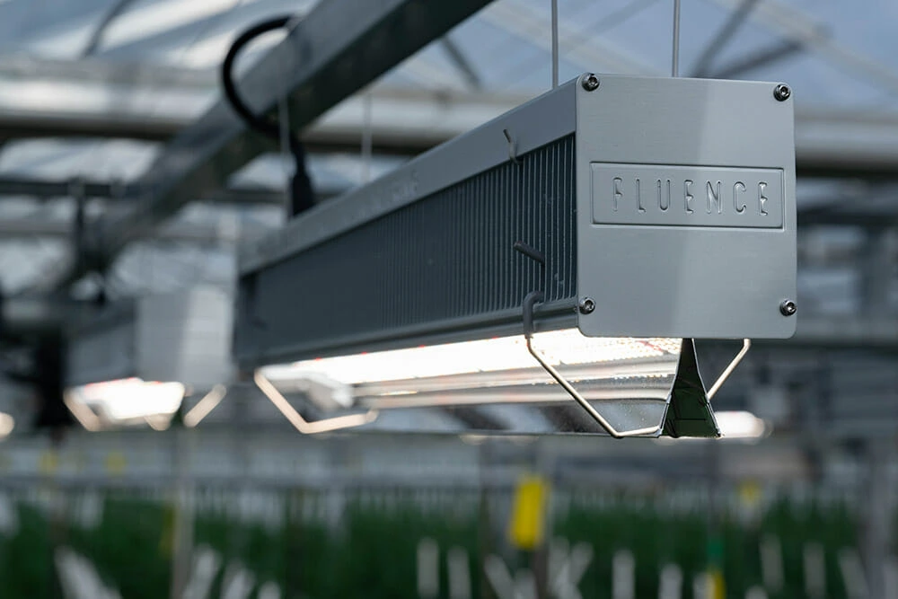 Close-up of LED grow light for cannabis in commercial cultivation greenhouse.