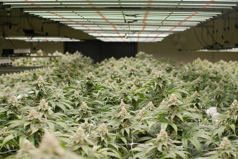 Cannabis plants thriving under LED grow lights in commercial cultivation facility.