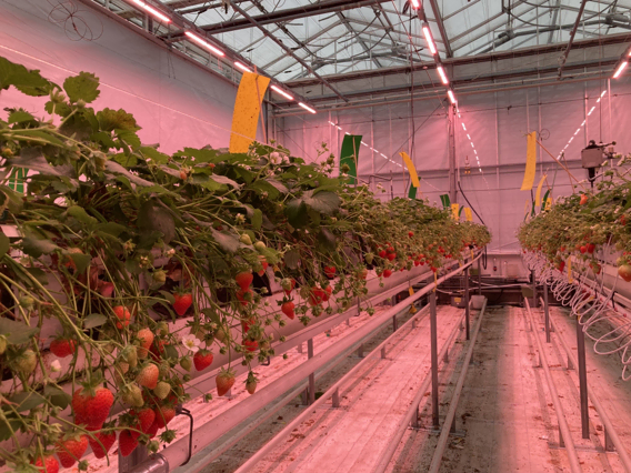 Cannabis plants thriving under advanced LED grow lights for commercial cultivation.