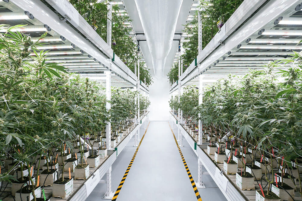 Cannabis plants in pots under LED grow lights for commercial cannabis cultivation.