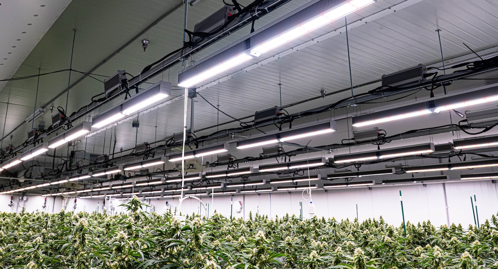 Cannabis plants thrive indoors under advanced LED grow lights for cannabis.
