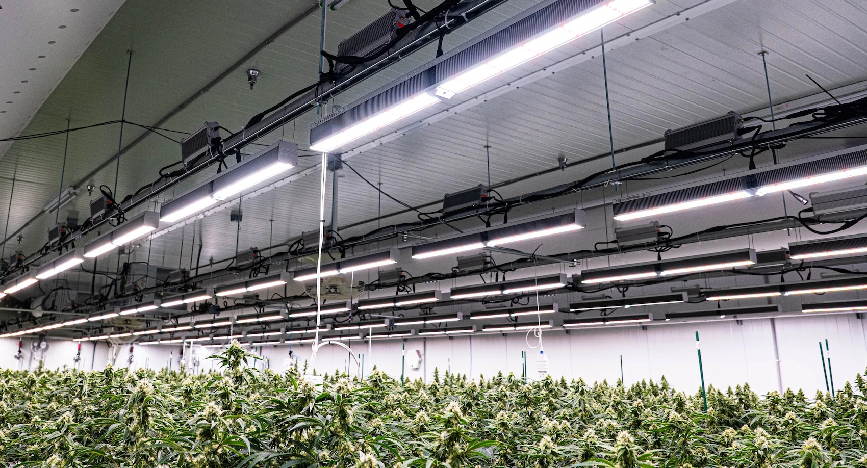 Cannabis plants thrive indoors under advanced LED grow lights for cannabis.
