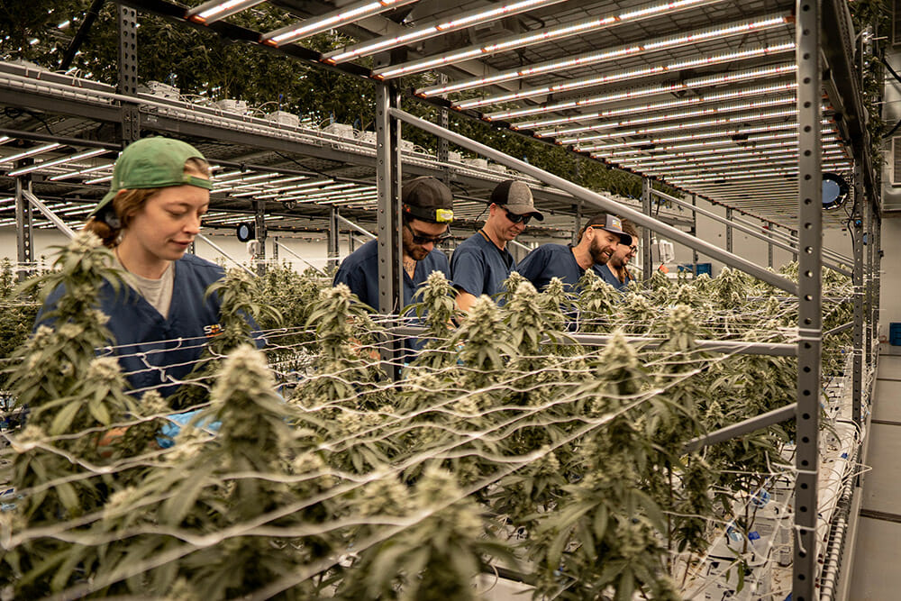 Team in blue uniforms tending cannabis under LED grow lights for cannabis cultivation.