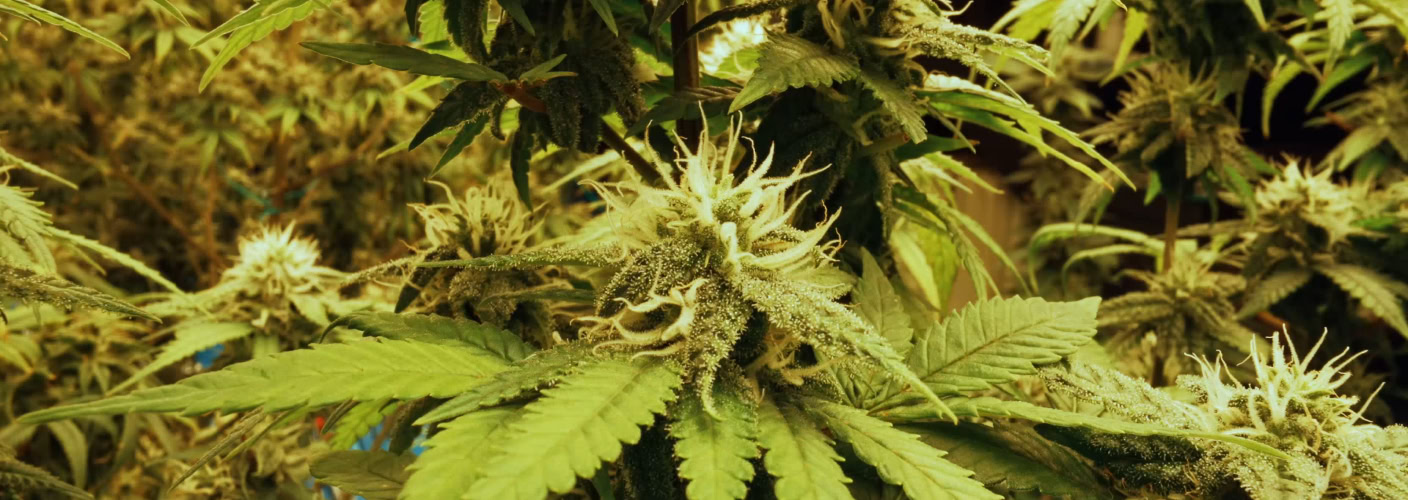 Mature cannabis plants under LED grow lights, showing trichomes and healthy buds.