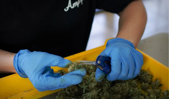 Gloved worker trims cannabis buds under LED grow lights for commercial cultivation.