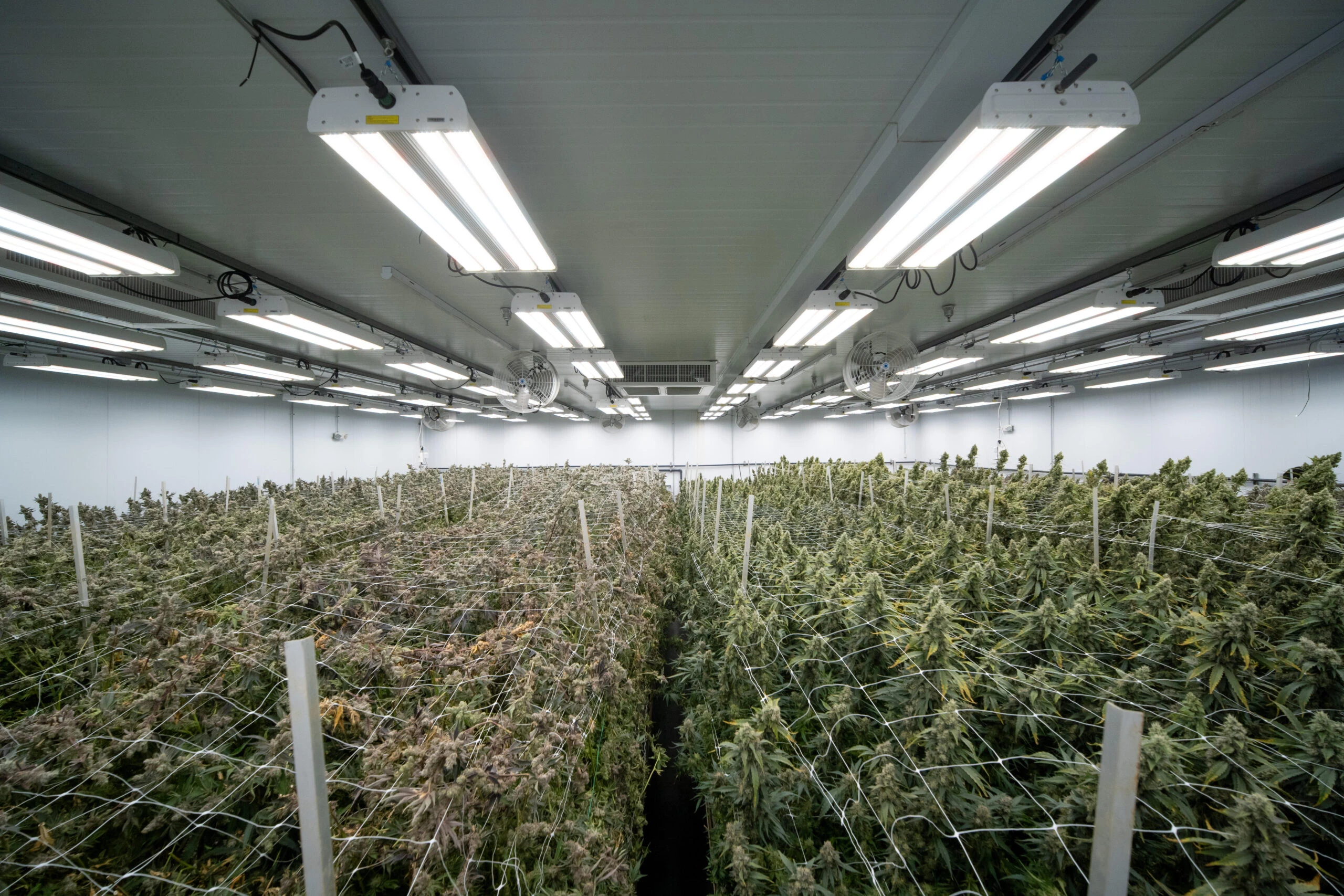 Commercial cannabis cultivation with LED grow lights and supported mature plants Cannabis lighting technology in indoor facility using LED grow lights for cannabis Cannabis cultivation science: commercial indoor grow with advanced LED lighting Commercial indoor cannabis garden under advanced LED cannabis lighting systems.