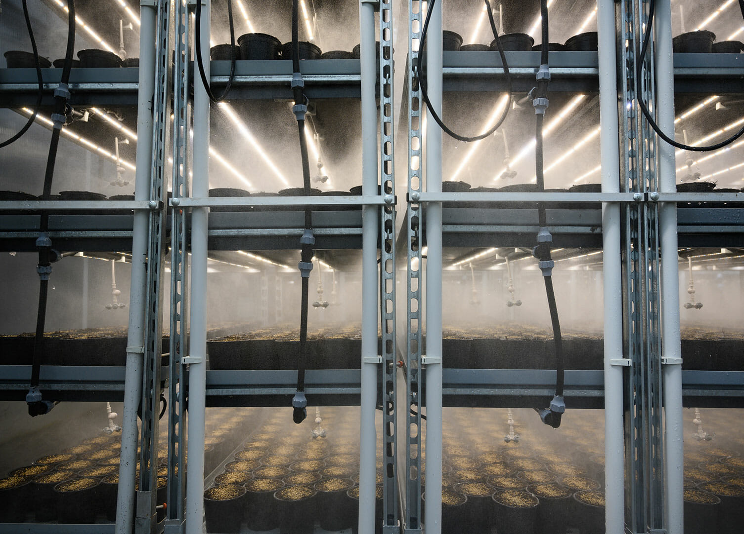 Rows of cannabis plants under LED grow lights in commercial cultivation racks.