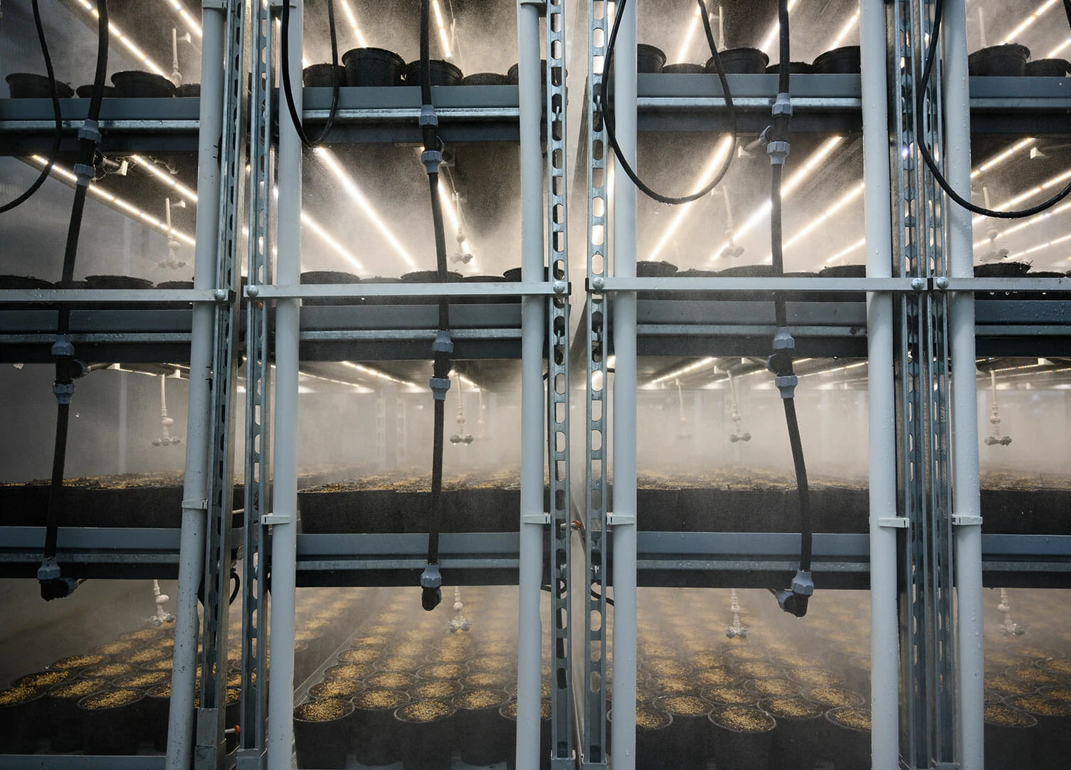 Rows of cannabis plants under LED grow lights in commercial cultivation racks.