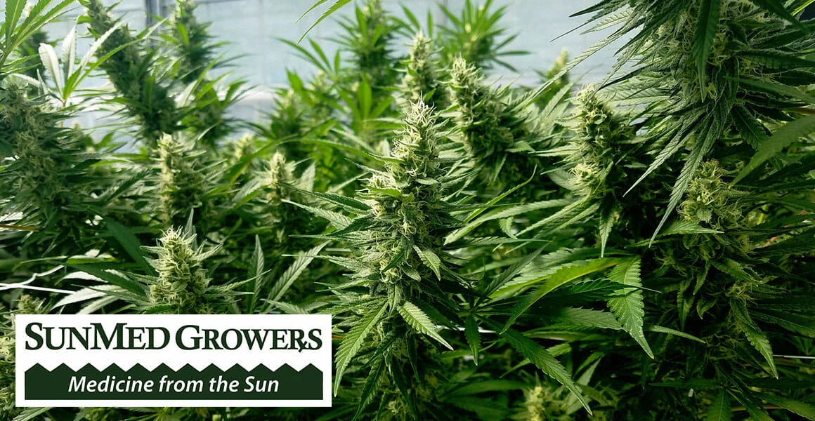 Cannabis plants under LED grow lights in a commercial cannabis cultivation facility.