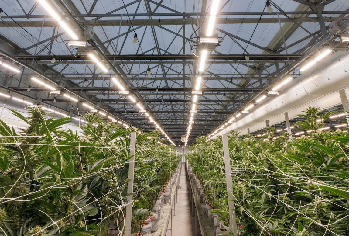 Cannabis plants flourishing under LED grow lights in a commercial cultivation facility.